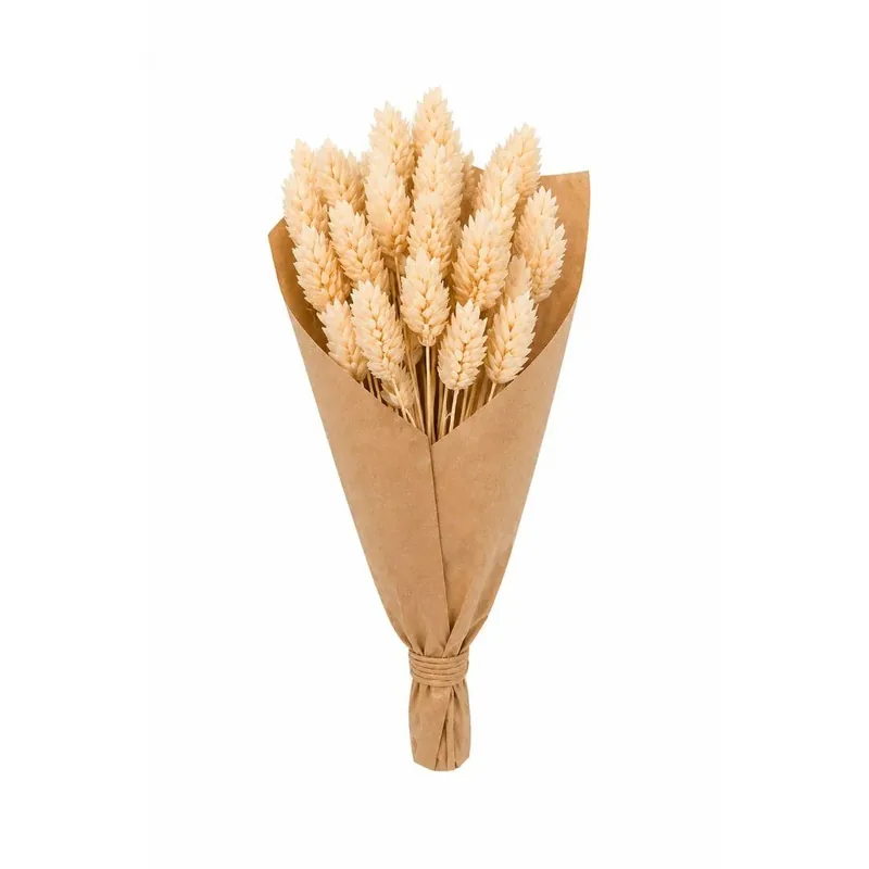 Fiori Secchi mazzo Phalaris